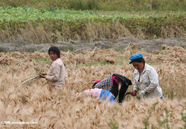 Die Tibetaner, die im Weizen arbeiten, fangen in nordwestlichem Yunnan