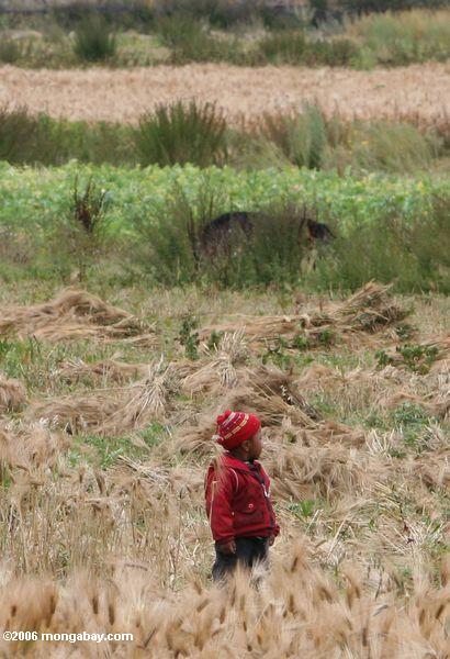 тибетский мальчик в поле зерна
