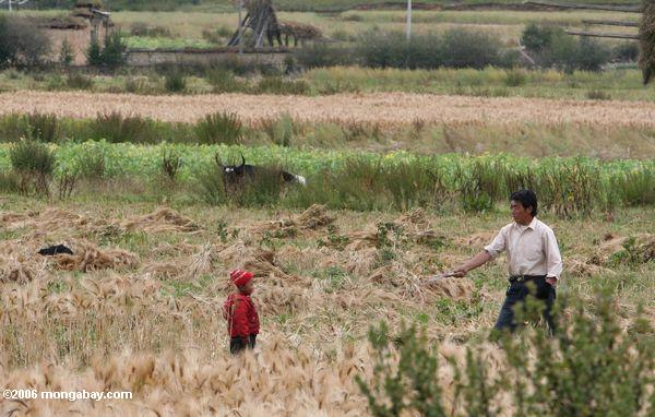 тибетский мальчик в поле с отцом