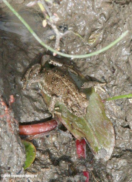 жаба в мутный пастбищ в Китае