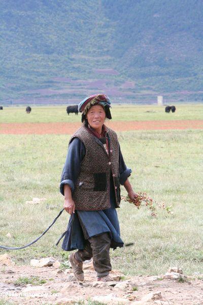 Tibetanische Frau, die eine Kuh über einer Weide tibetanisches