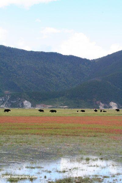 красная и зеленая трава в болотистом пастбище крупного рогатого скота