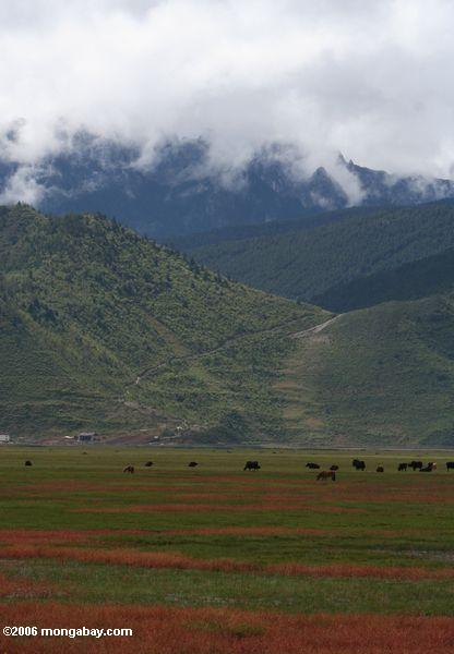 O pasto e as montanhas aproximam Zhongdian