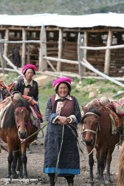 Тибетский старше женщина ждет привести лошадей
