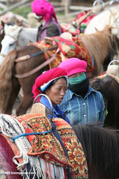 молодые тибетские женщины ожидают с лошадьми