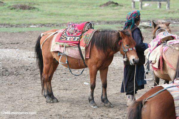 Tibetanisches Pferd bereit zum Reiten
