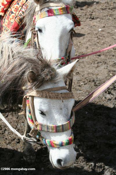 Weißes tibetanisches Pony