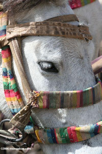 Nahaufnahme auf einem tibetanischen Pony