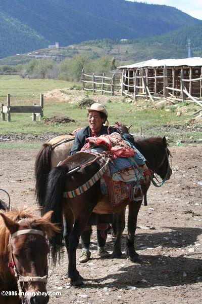 Тибетский ковбоем с лошадьми