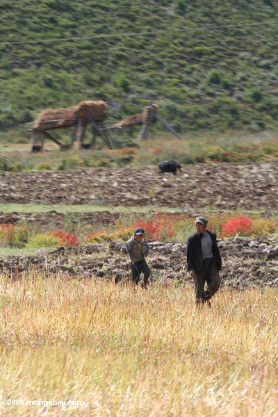 Tibetanische gehende Landwirte der Umkreis ihrer Weide