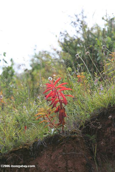 красно-лиственных растений в северо-западной провинции Юньнань
