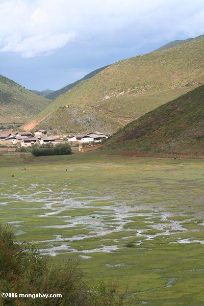 Sumpfgebiet nahe einem Dorf in tibetanischem Yunnan