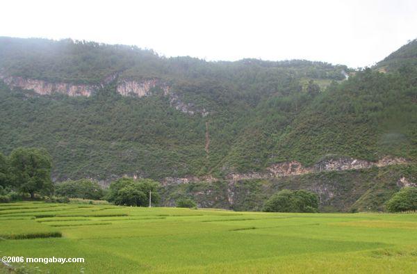 яркие зеленые рисовые поля в долине реки Янцзы