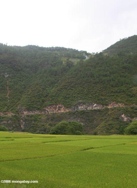 ярко-зеленый рисовых полей в провинции Юньнань