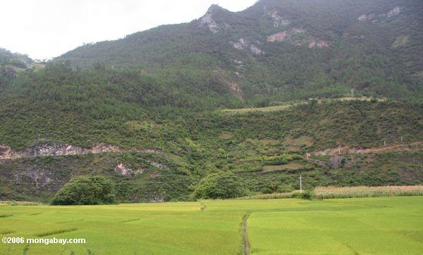 Hellgrüne Reispaddys in der nordwestlichen Yunnan Provinz