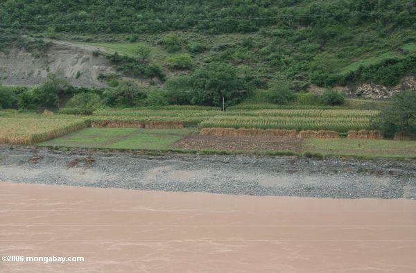Mais fängt entlang dem Yangtze Fluß