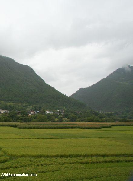 риса на северо-запад провинции Юньнань