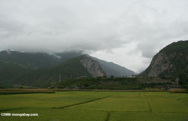 рисовых полей на юге Китая