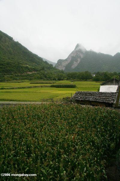 Reispaddys nähern sich dem Yangtze