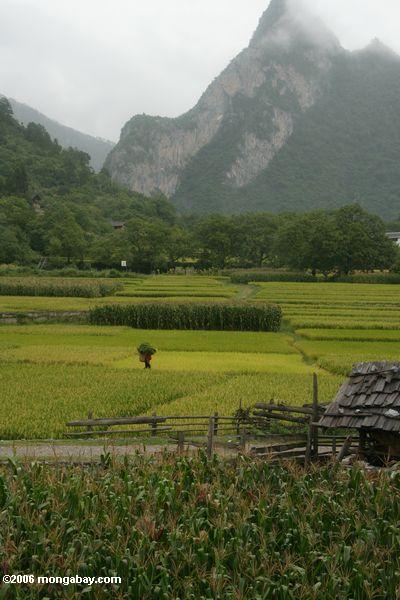 рисовых полей вблизи qizhong