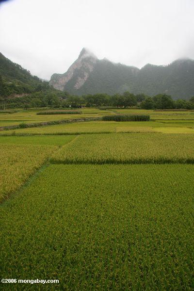 рисовых полей вблизи qizhong