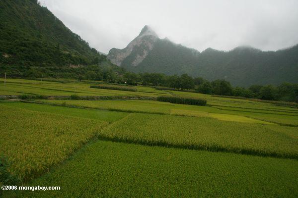 рисовых полей вблизи обрабатываемых qizhong