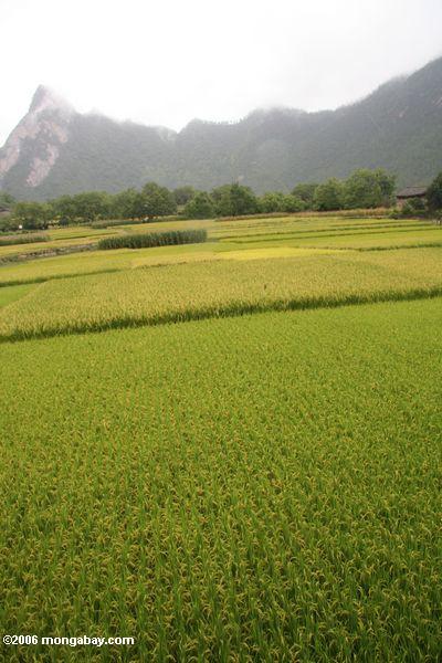 риса в Китае