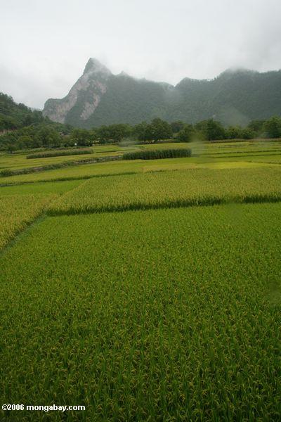 Reis kultiviert nahe Qizhong