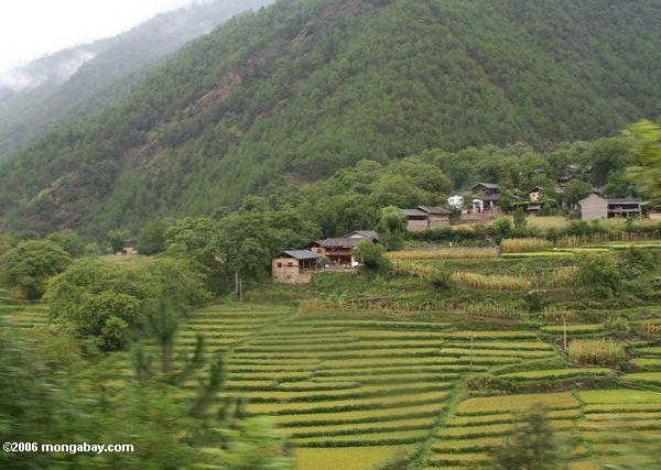 Dorf umgeben durch Berge und Reispaddys