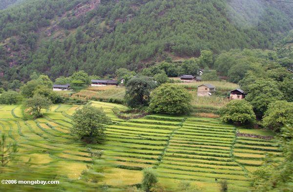 Das Dorf, das durch Berge und Reis umgeben wird, fängt nahe Qizhong
