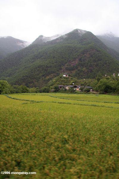 Das Dorf, das durch Berge und Reis umgeben wird, fängt in Yunnan