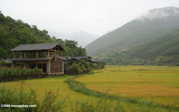 Dorf umgeben durch Berge und Reispaddys in Südchina