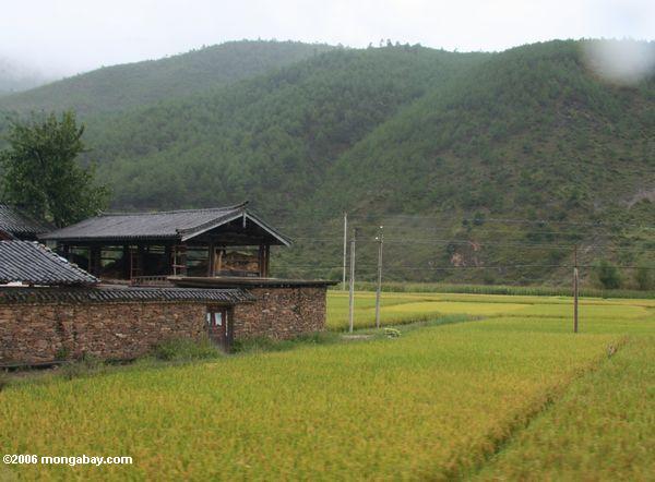 Dorf umgeben durch Berge und Reispaddys in der Naxi Gegend