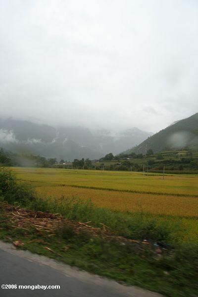 Das Dorf, das durch Berge und Reis umgeben wird, fängt in tibetanischem Yunnan