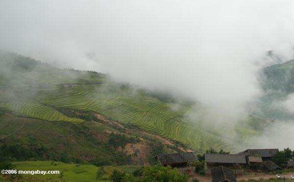 Terassenförmig angelegter Reis fängt in Südchina (tibetanisches Yunnan)