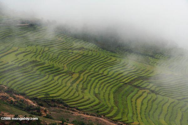 Terassenförmig angelegter Reis fängt in Nanowatt Yunnan