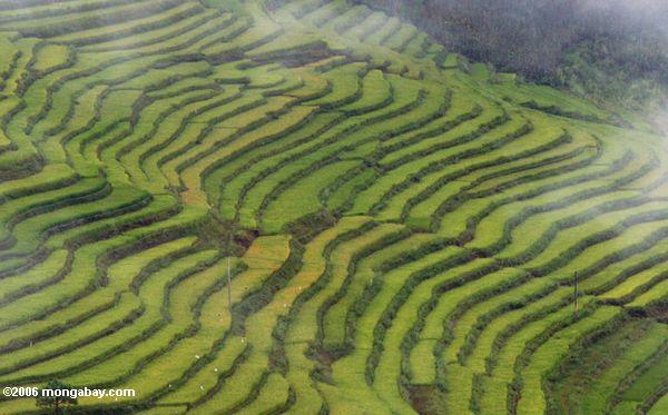 Terassenförmig angelegter Reis fängt in tibetanischem Yunnan