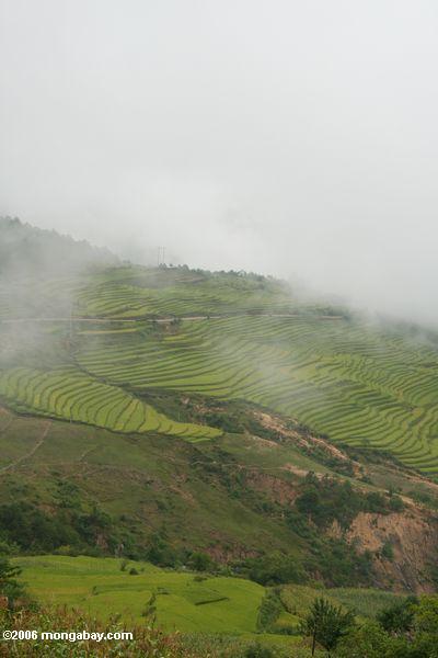 рисовые террасы, в северо-западной провинции Юньнань