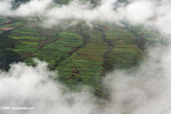 Terassenförmig angelegter Reis fängt in nordwestlichem Yunnan