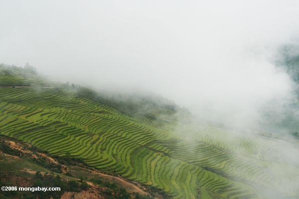 Reisterrassen in nordwestlichem Yunnan