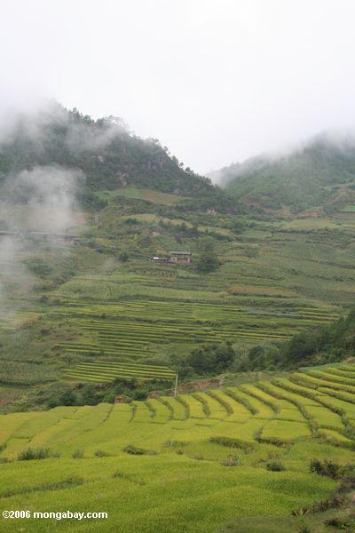 Terassenförmig angelegte Reispaddys in landwirtschaftlichem China