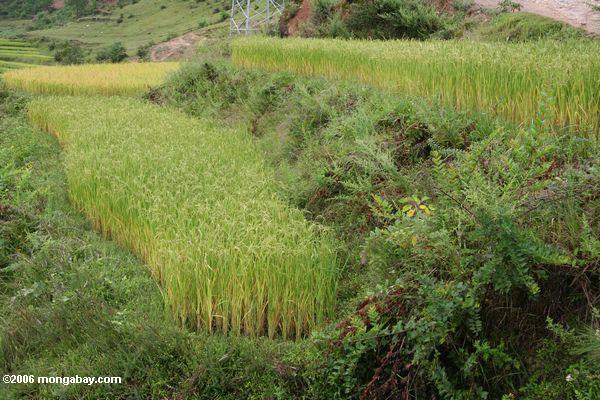 Terassenförmig angelegte Reispaddys