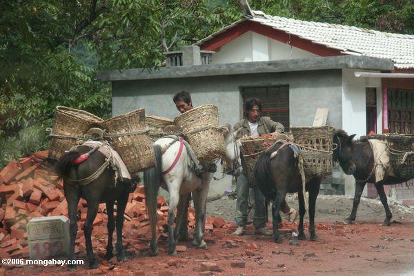 Männer, die ihre Pferde mit Ziegelsteinen tibetanisches