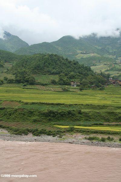 Reis fängt entlang dem oberen Mekong