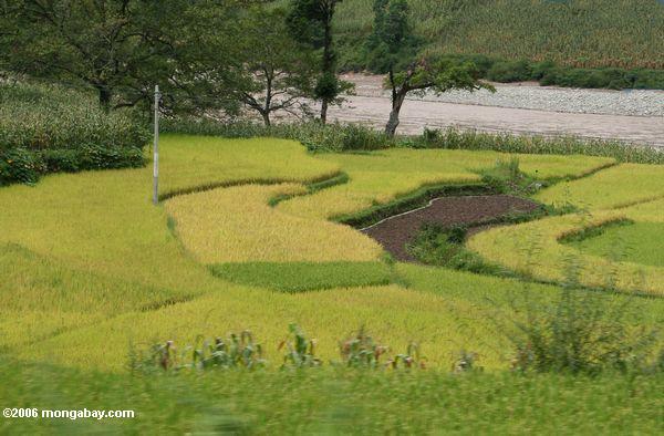 рисовое поле возле реки