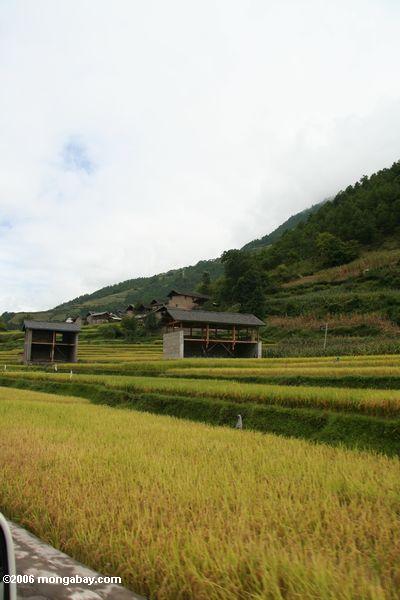 риса вдоль дороги в провинции Юньнань