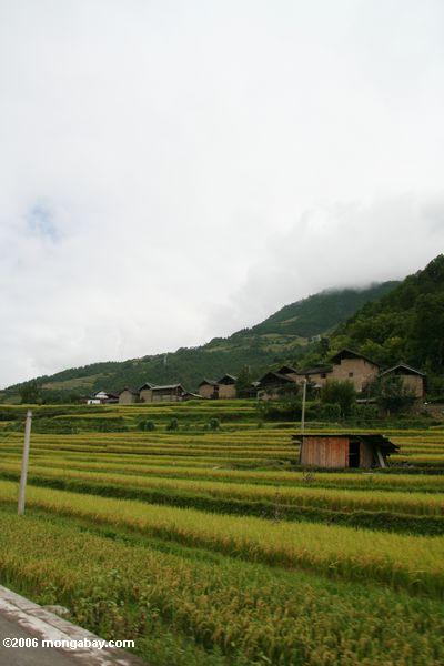 Terassenförmig angelegter Reis entlang einer Straße in Yunnan