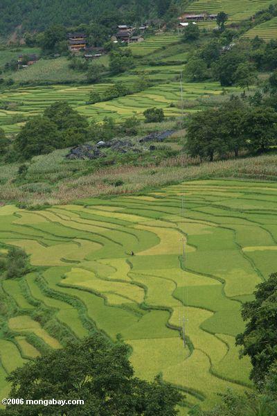 риса сельского хозяйства вдоль реки Меконг верхнем в Китае