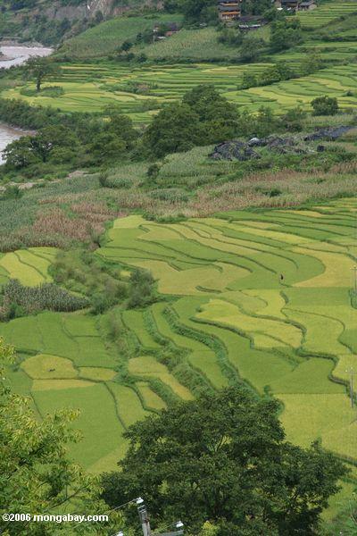 Hellgrüner Reis fängt entlang dem oberen MeKong Fluß in China