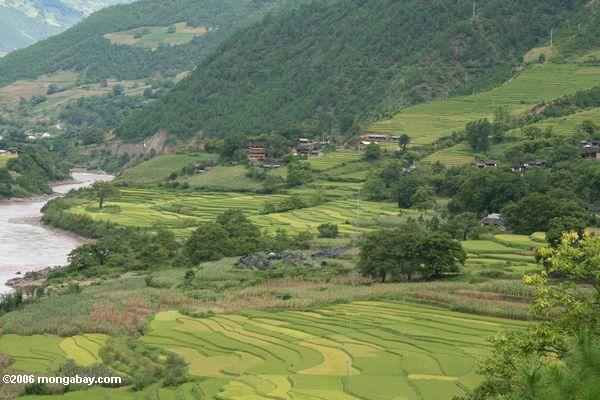 яркие зеленые рисовые поля вдоль верхней реки Меконг в Китае